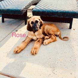 Princess Rose - Red female Afghan Hound puppy in Cottonwood, California from California Royal Afghans