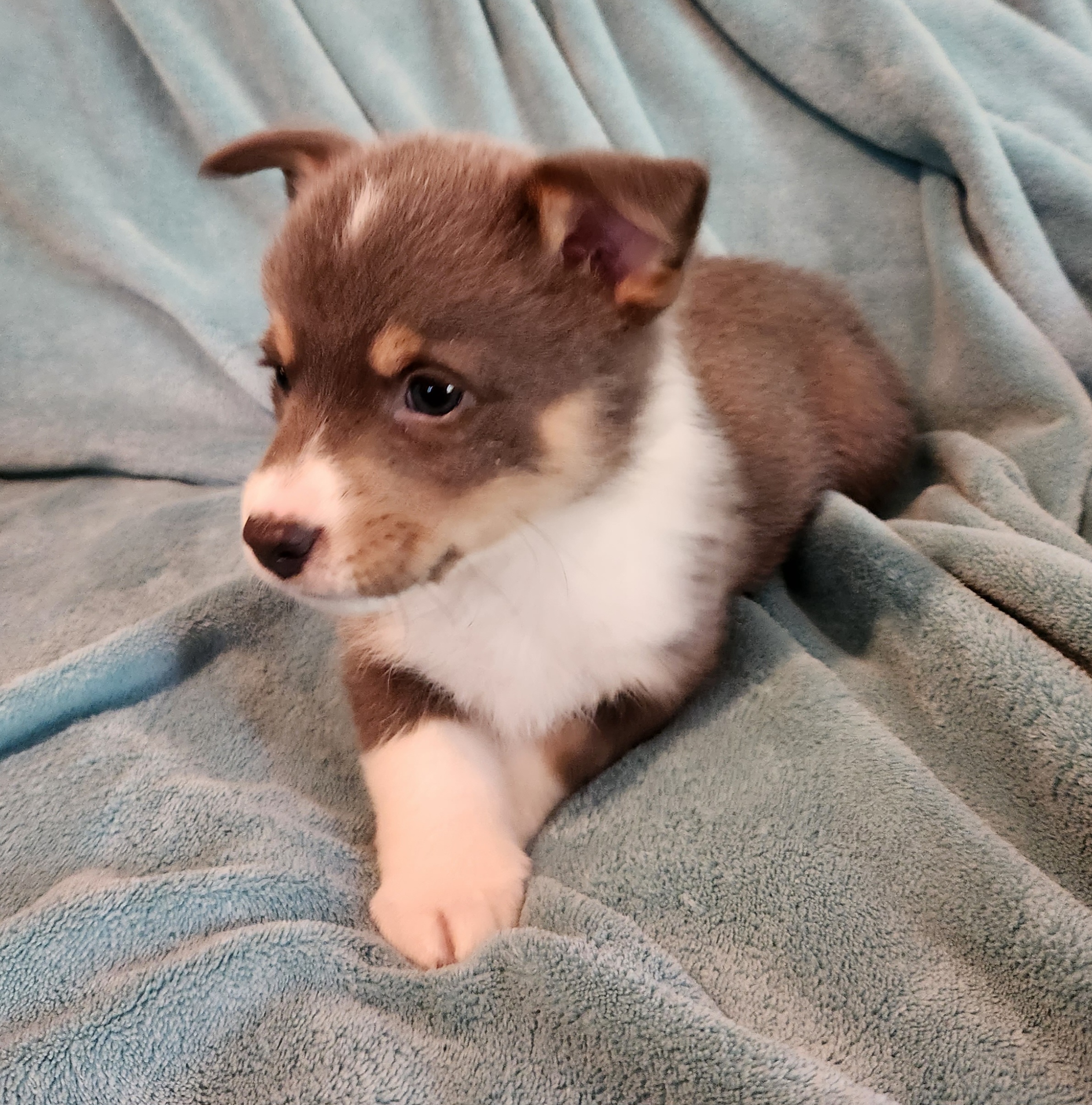 Pembroke Welsh Corgi Puppies from Workman Farms