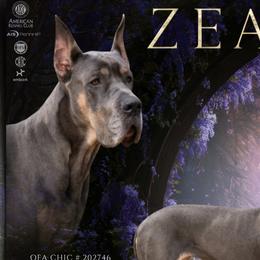 Phoebe - Great Dane