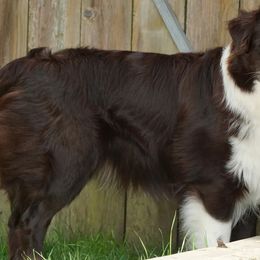 Jonah - Australian Shepherd