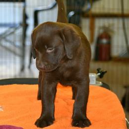 Boy 4 - male Labrador Retriever puppy in Olivehust, California from Dogwood Labradors