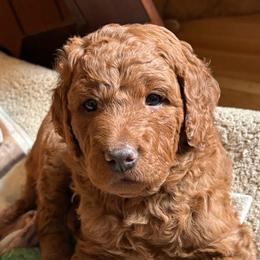 Simba - Red  male Goldendoodle puppy in Indiana, Pennsylvania from Kathy's Doodles