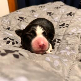 Sodapop - Tri-color male Border Collie puppy in Franklin, Maine from Broad Meadow Borders