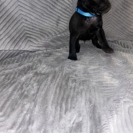 Pug Puppies from Rory’s Curly Tails