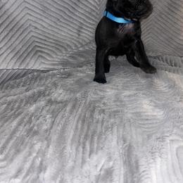 Pug Puppies from Rory’s Curly Tails