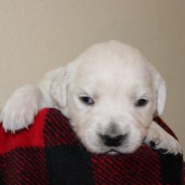 Boy 1 - Light golden male Golden Retriever puppy in Chehalis, Washington from Tradition Golden Retrievers
