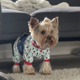 Cody - Yorkshire Terrier