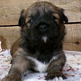 Tink - Brown female Lhasa Apso puppy in Jefferson, New York from Absolute Lhasa Love