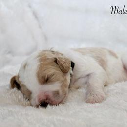 Cash - Parti male Goldendoodle puppy in Cherry Creek, New York from Doodles Pups of NY