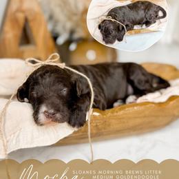 Mocha - Chocolate female Goldendoodle puppy in Ooltewah, Tennessee from Allison Family Doodles