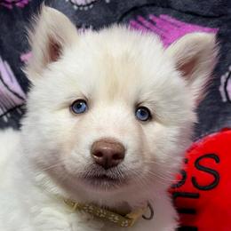 AKC Diamond - White female Siberian Husky puppy in Centreville, Maryland from Huskies By the Bay