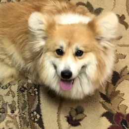American Corgis and Pembroke Welsh Corgis from Martinez Corgis