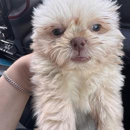 Puppy - Cream and white male Shih Tzu puppy in Azusa, California from RJ Shih Tzu lover