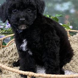 Trace - Black male Poodle puppy in Vilonia, Arkansas from Donna’s Pretty Poodles