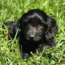 Maverick - Black male Dachshund puppy in Lebanon, Ohio from Golden Acres Dachshunds