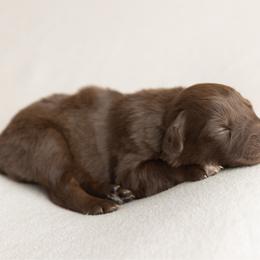 Honey - Red tri-color female Australian Shepherd puppy in Kathleen, Georgia from CM Farm