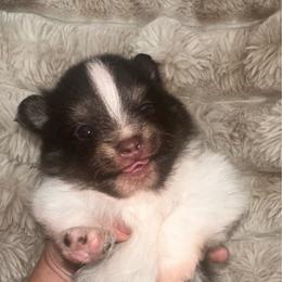 Blaze - Chocolate parti male Pomeranian puppy in Wagner, South Dakota from Lisas Pomeranians