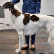 Sundae - Borzoi