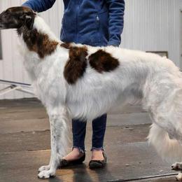 Sundae - Borzoi