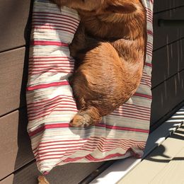 Australian Terrier Puppies from Take 5 Aussies