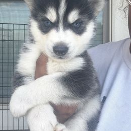 Winton - Black and white male Siberian Husky puppy in Wildomar, California from Orange Family Huskies
