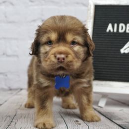 Chinese Shar-Pei and Companion Cross Puppies from Mini Hippo Land