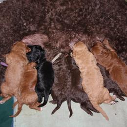 Goldendoodle Puppies from Pampered Paws Pet Massage / Jaynie's Pack of Doodles