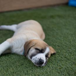 Anatolian Shepherd Dog Puppies from Fiddler’s Dream Anatolians