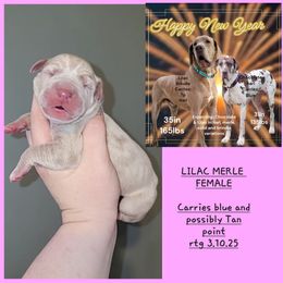 Great Dane Puppies from LakeSide Danes