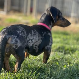 Harlow - Dachshund