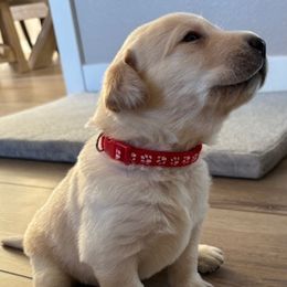 Boy 3 - Rocket (red collar) - Labrador Retriever puppy from Front Range Labradors LLC