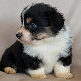Girl full fluffy - Blue female Pembroke Welsh Corgi puppy in Huntington Beach, California from Gingerbread