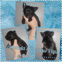 Jasper - Black and tan male Yorkshire Terrier puppy in Wartburg, Tennessee from Amanda's Precious Pups