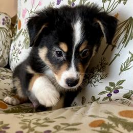 (Mister) Saturday Night Special - Black tri-color male Australian Shepherd puppy in Alamogordo, New Mexico from Two Nichols Aussies
