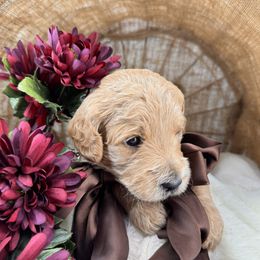 Buddy - Cream male Goldendoodle puppy in Aurora, Illinois from Chicago Goldendoodles