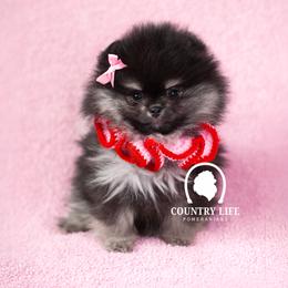AKC Tinsel - Black and tan female Pomeranian puppy in Idaho Falls, Idaho from Country Life Pomeranians