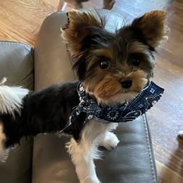 Archie - Biewer Terrier