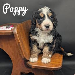 Poppy - Tri-color female Bernedoodle puppy in Lancaster, Minnesota from Richardville Hunde