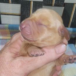 Girl 1 - Red female Dachshund puppy in Paradise, Texas from C and J Minis
