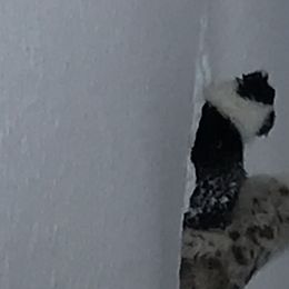 Australian Shepherd Puppies from Camas Creek Australian Shepherds