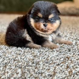 Wilma - Black and tan female Pomeranian puppy in Willis, Texas from Treasured Jewels Pomeranians