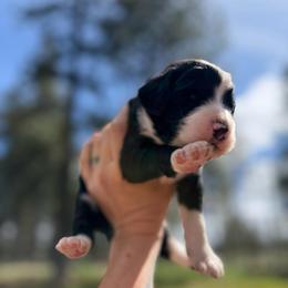 Winston - Black Tri - Tri-color male Bernedoodle puppy in Lookout, California from Remington Kennels, LLC