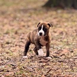Female 4 - Brown brindle female American Staffordshire Terrier puppy in St. Augustine, Florida from LBK & Ancient City
