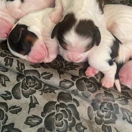 Cavapoo puppies from Callaway's Cavaliers