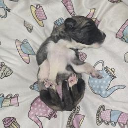 Anatolian Shepherd Dog Puppies from Florida Anatolian Shepherds