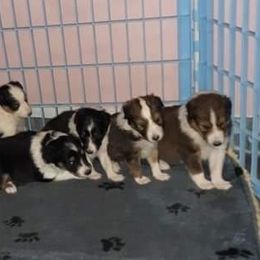 Shetland Sheepdog Puppies from Andrew Spiegel
