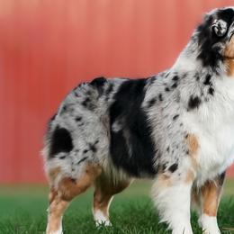 Australian Shepherds from Eventide Australian Shepherds