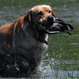 Labrador Retrievers from Retrievers Anew