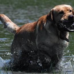 Labrador Retrievers from Retrievers Anew