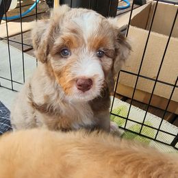 Assorted Doodle Crosses Puppies from Do Wah Diddy Doodles